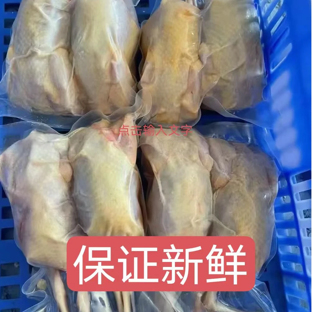 4只青年鸡，保温发货，快递包邮