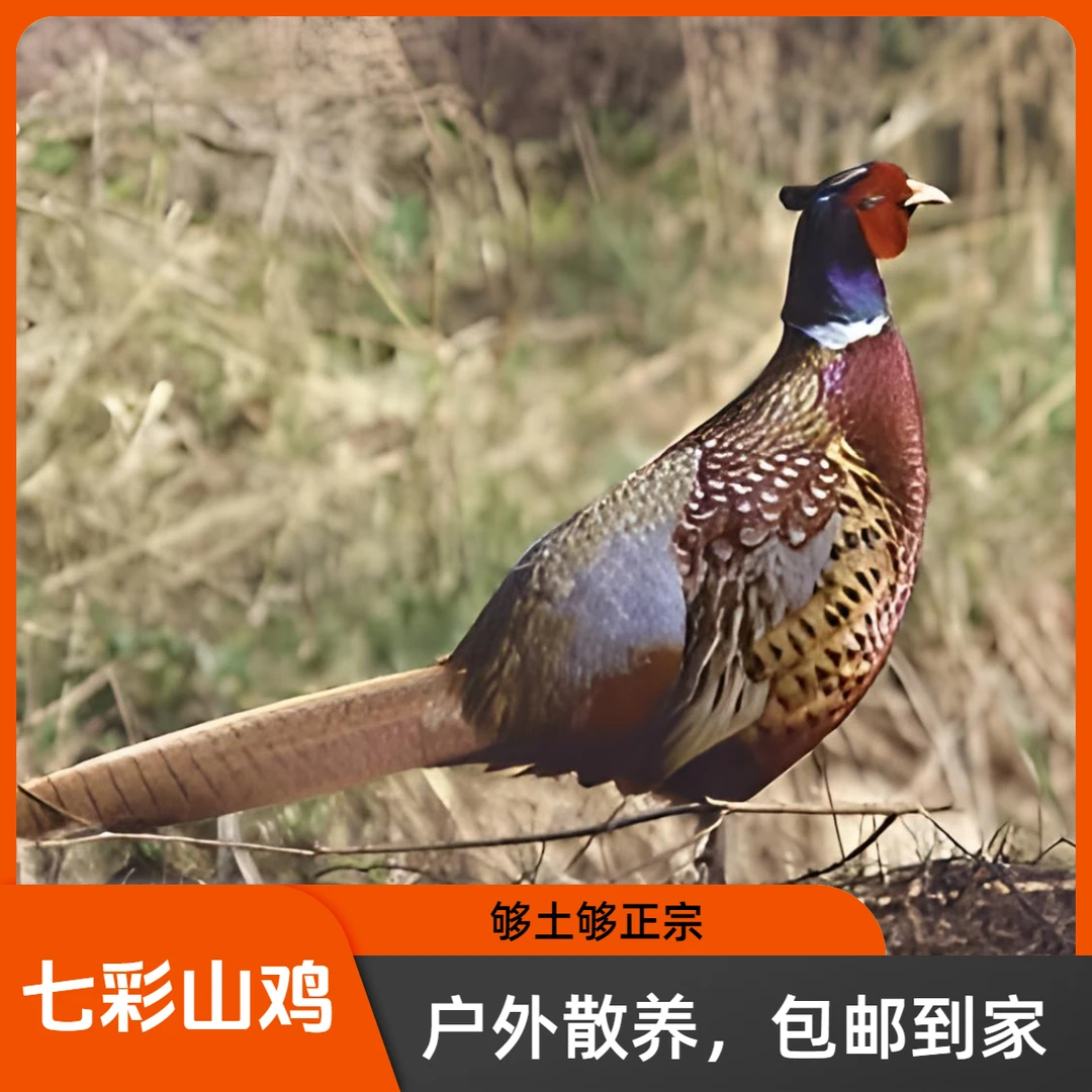 2只公鸡户外散养七彩山鸡