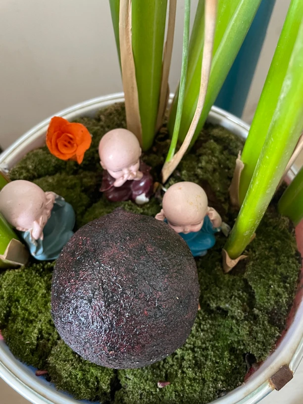 精品马来西亚菩提彩果 中果 拍二个更福利现开非质量问题不予退货