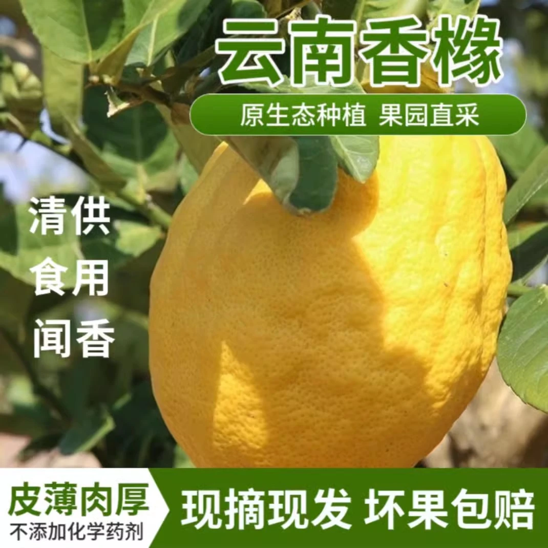 云南香缘大果新鲜香橼果现摘佛手柑水果农家自种香园食用观赏摆贡