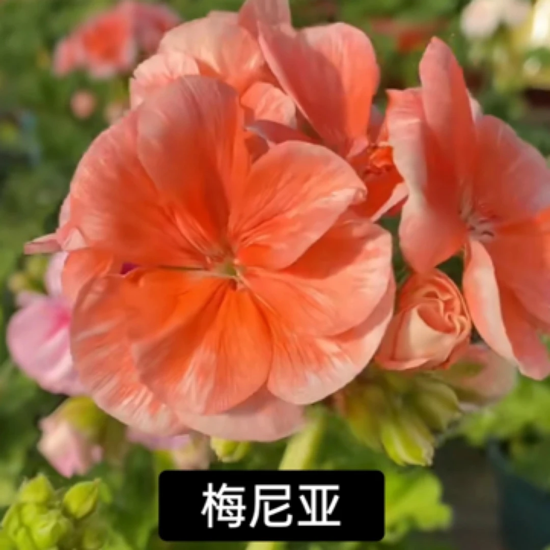 梅尼亚 直立大花球 类似大山宫天竺葵包邮