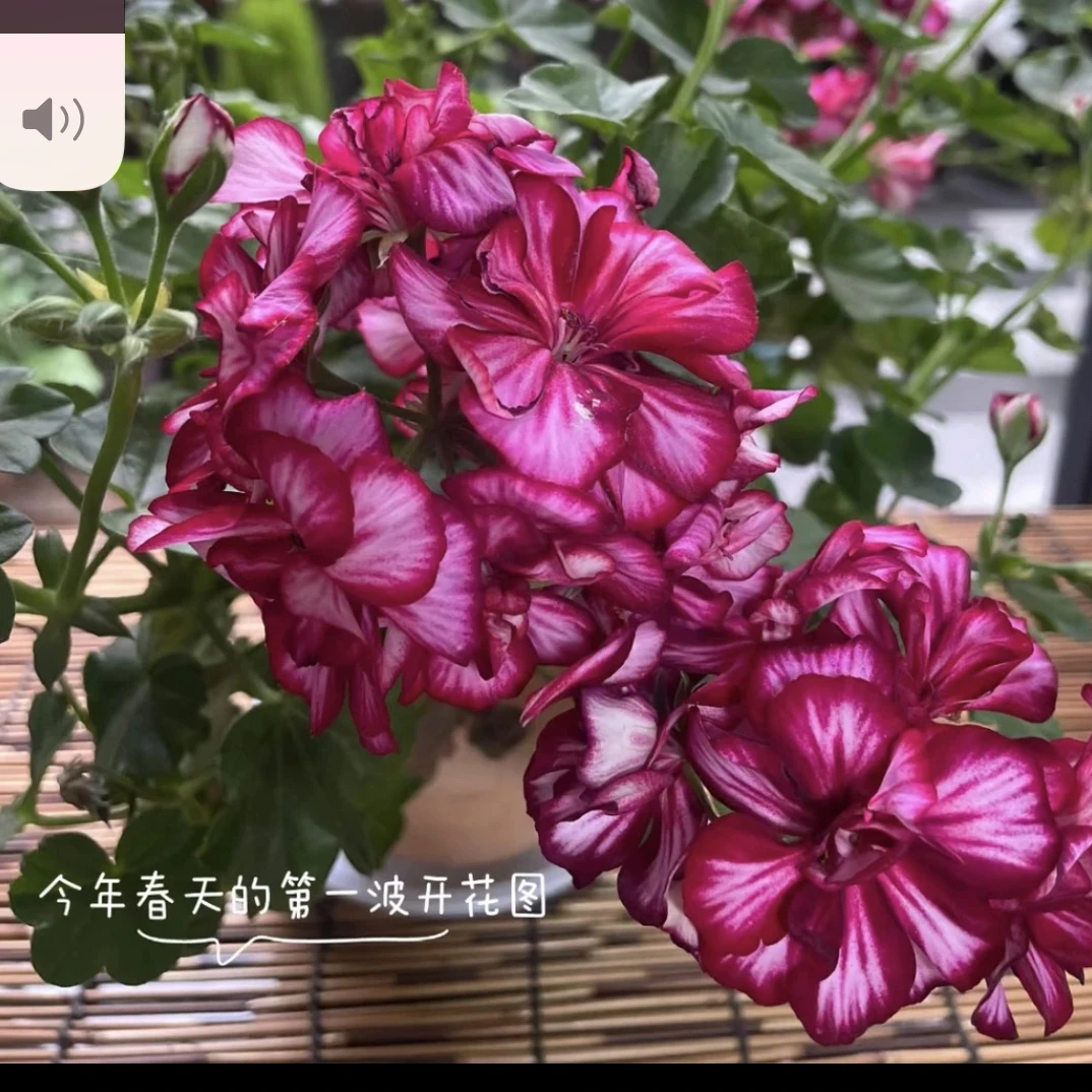 洛丽塔 垂钓天竺葵