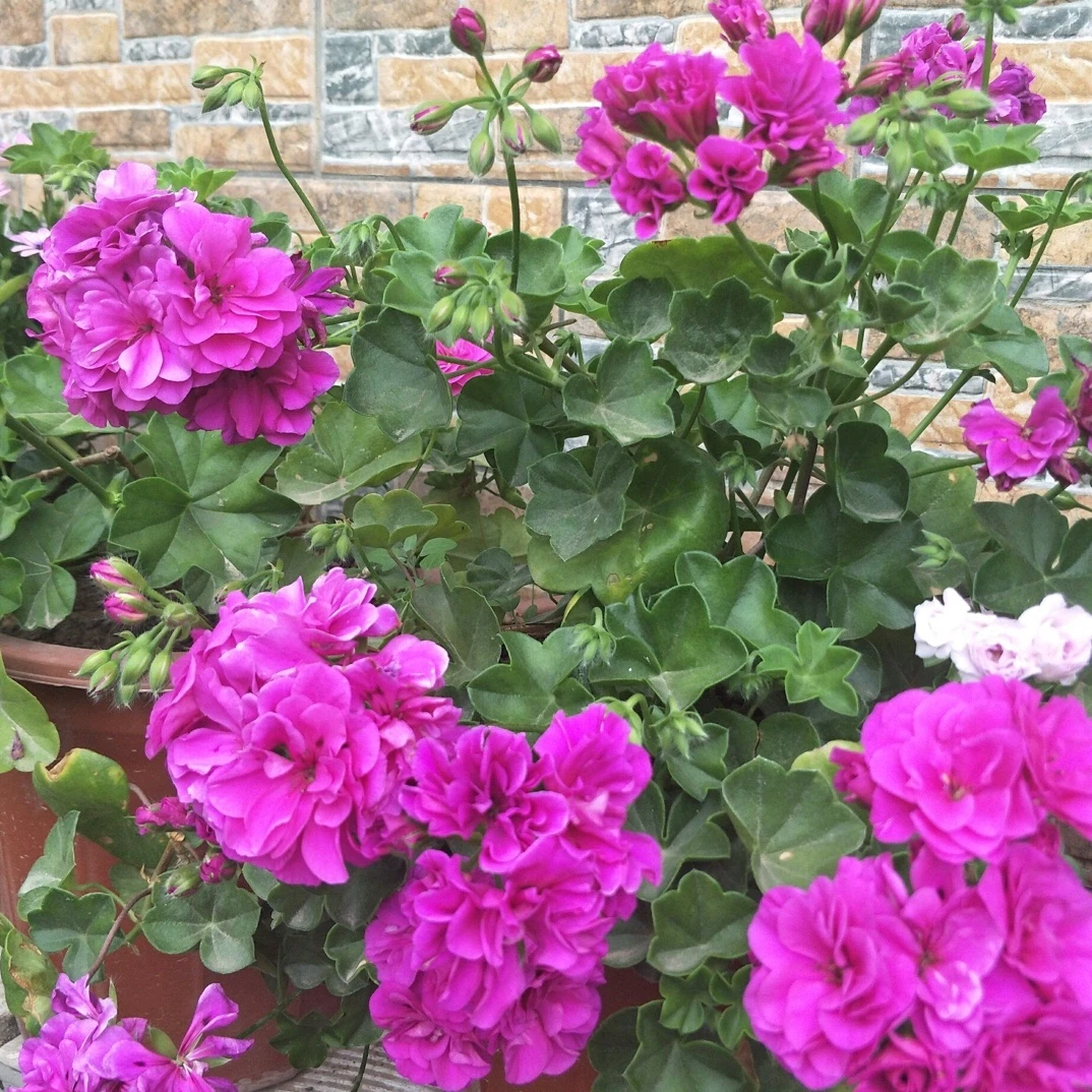 蓝女巫 垂钓天竺葵一颗一颗包邮