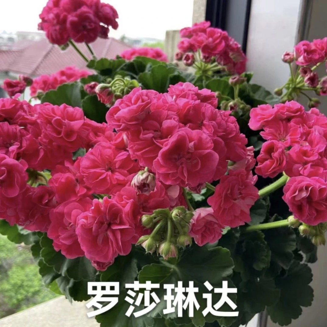罗莎琳达 1直立天竺葵包邮