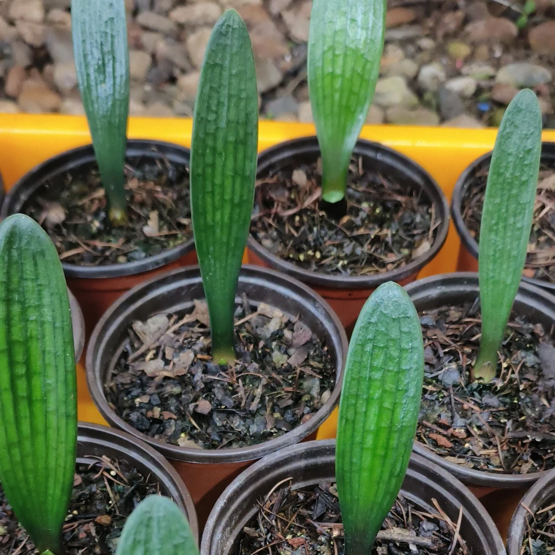 君子兰精品小苗直播间一对一发货