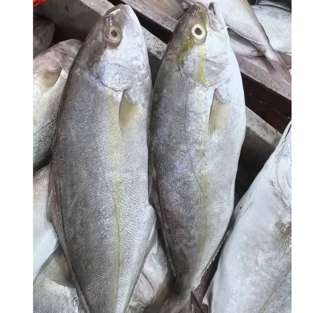 章红鱼【直播现称】  顺丰包邮