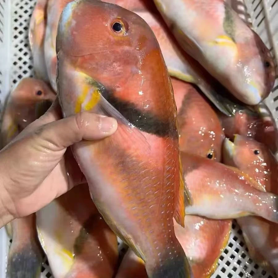 莺歌鱼【直播现称】  新鲜现称 冷运到家