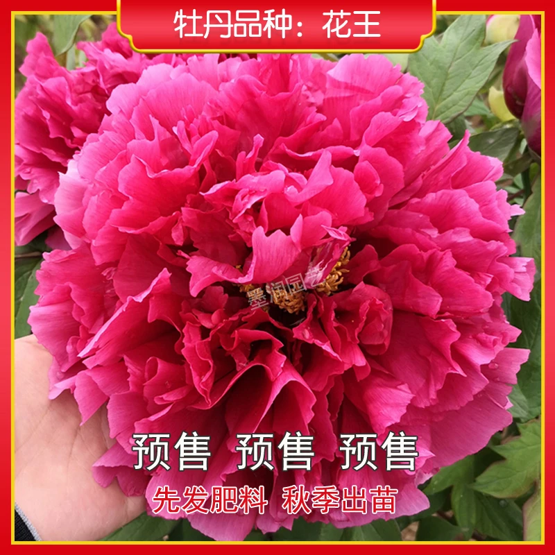 牡丹【花王】菏泽观赏牡丹花苗 庭院地栽 阳台盆栽