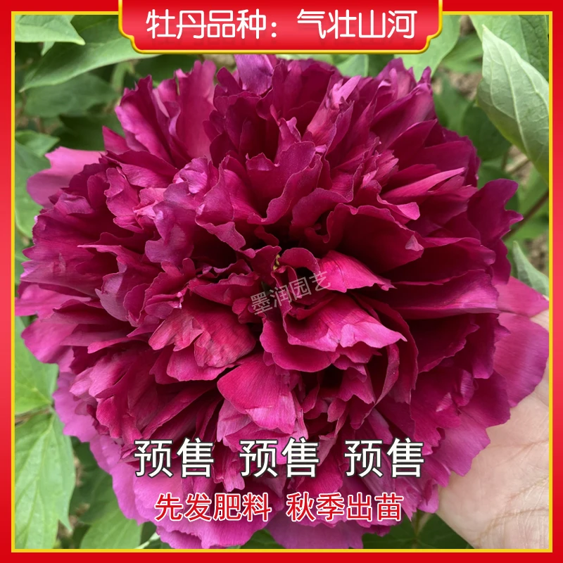 牡丹【气壮山河】菏泽观赏牡丹花苗 庭院地栽 阳台盆栽