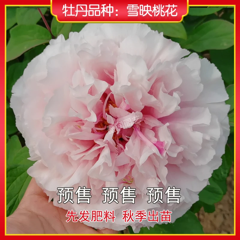 牡丹【雪映桃花】菏泽观赏牡丹花苗 庭院地栽 阳台盆栽