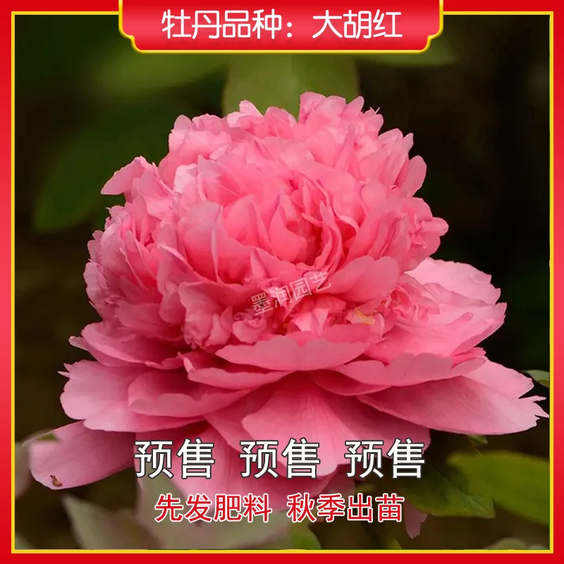 牡丹【大胡红】菏泽观赏牡丹花苗 庭院地栽 阳台盆栽