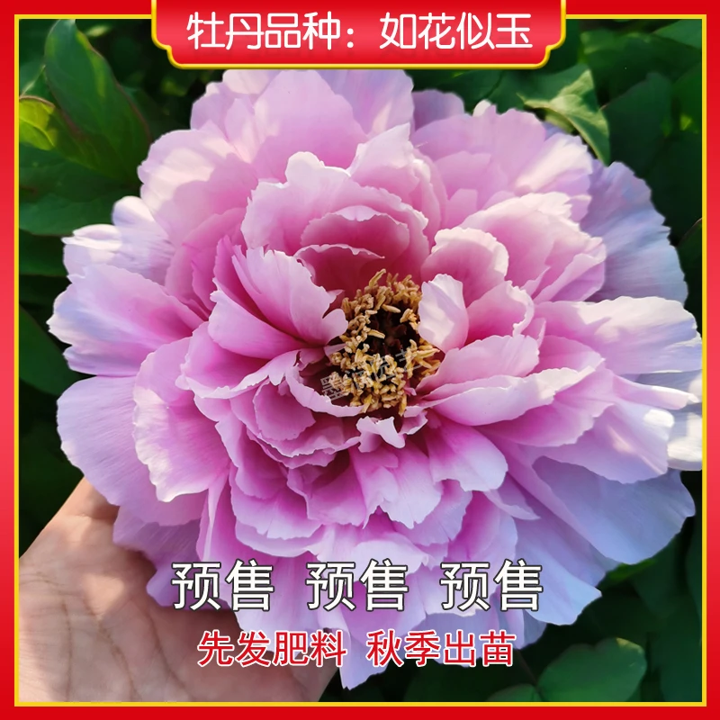 牡丹【如花似玉】菏泽观赏牡丹花苗 庭院地栽 阳台盆栽