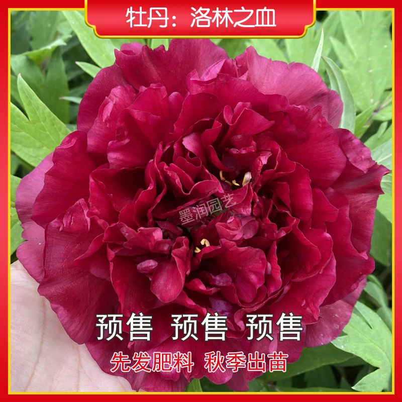 牡丹【洛林之血】菏泽观赏牡丹花苗 庭院地栽 阳台盆栽