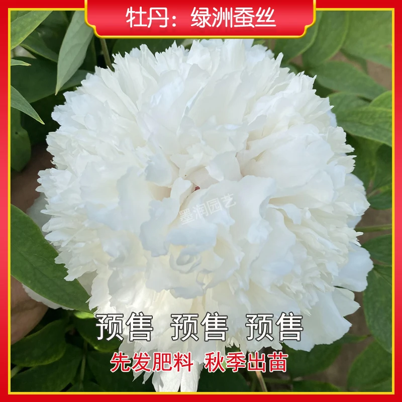 牡丹【绿洲蚕丝】菏泽观赏牡丹花苗 庭院地栽 阳台盆栽