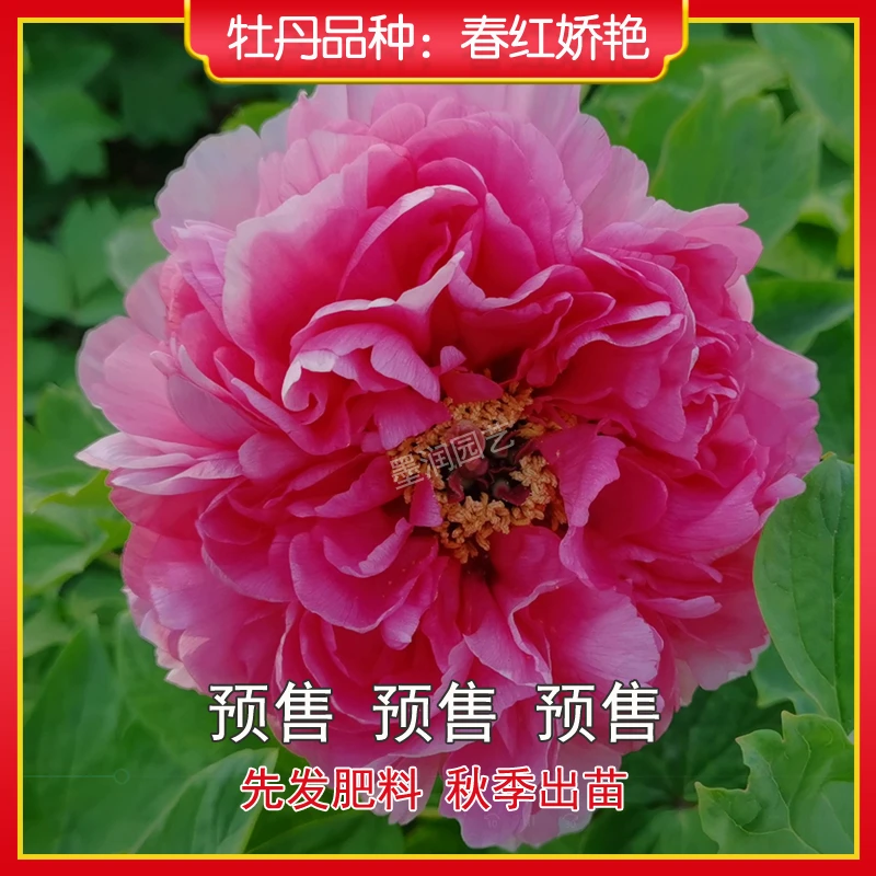 牡丹【春红娇艳】菏泽观赏牡丹花苗 庭院地栽 阳台盆栽