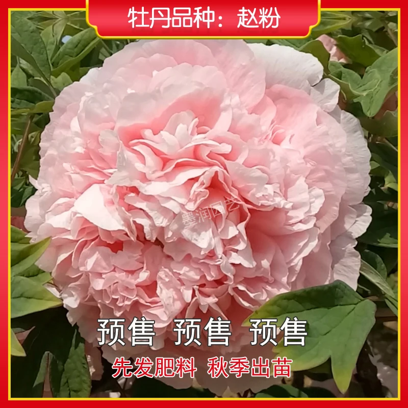牡丹【赵粉】菏泽观赏牡丹花苗 庭院地栽 阳台盆栽
