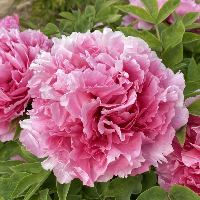 【粉色-红花露霜】菏泽正宗观赏牡丹大苗 庭院地栽 阳台盆栽