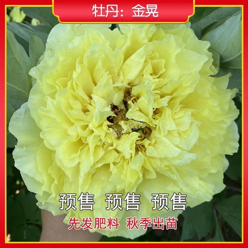牡丹【金晃】菏泽观赏牡丹花苗 庭院地栽 阳台盆栽