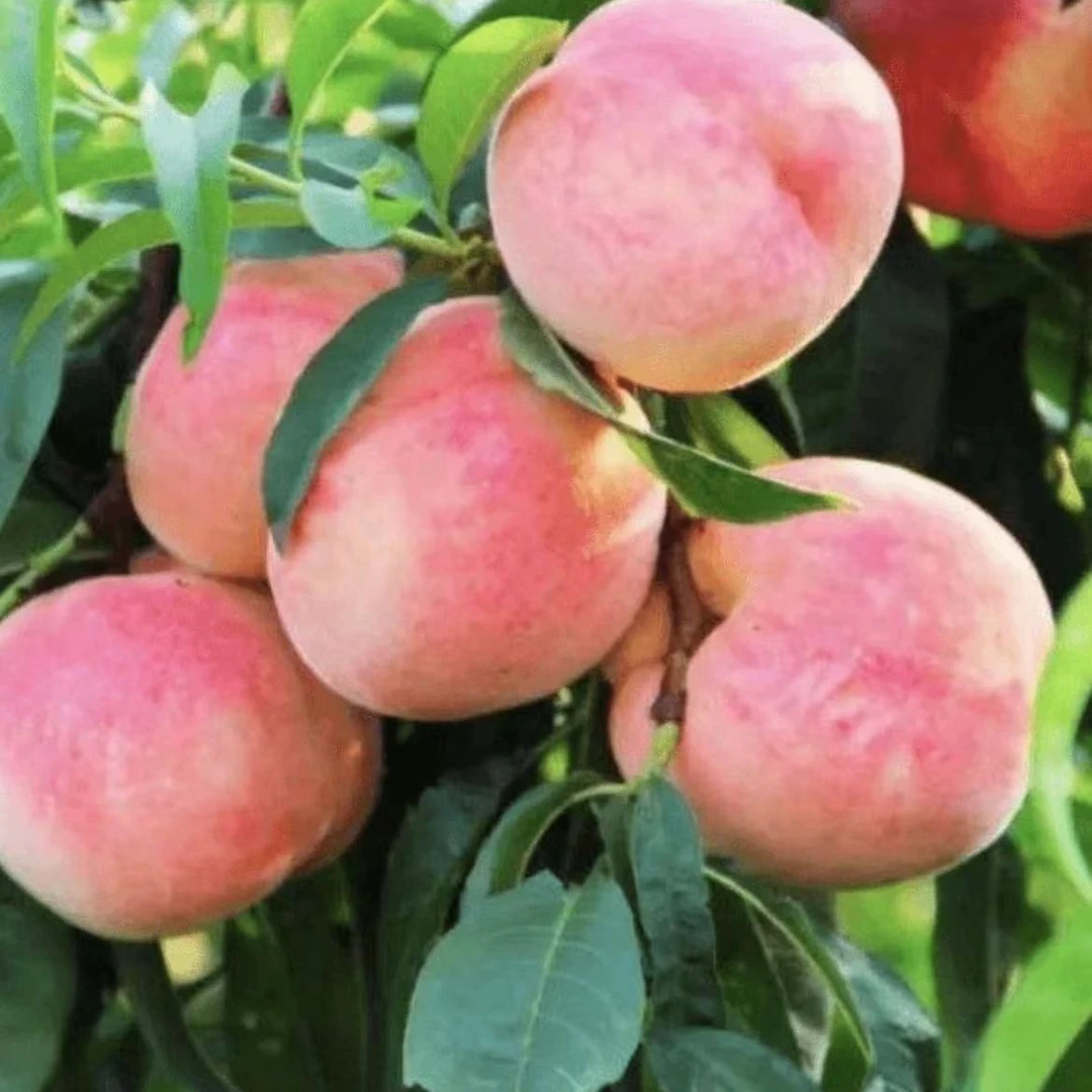 桃树苗科学种植基地盆栽地栽南北方都可种植