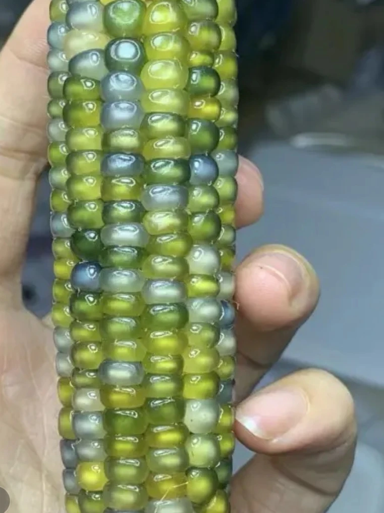 绿色琉璃宝石玉米种子50粒