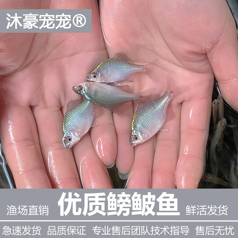 沐豪宠宠鳑鲏鱼观赏鱼冷水鱼原生鱼七彩旁皮鱼高体旁皮活体小型鱼
