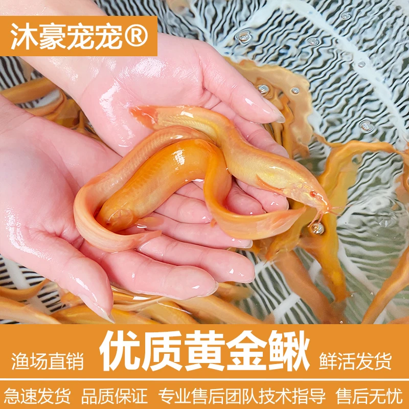 沐豪宠宠【黄金泥鳅】观赏鱼冷水鱼淡水鱼清洁工具鱼清道夫鱼小金鱼
