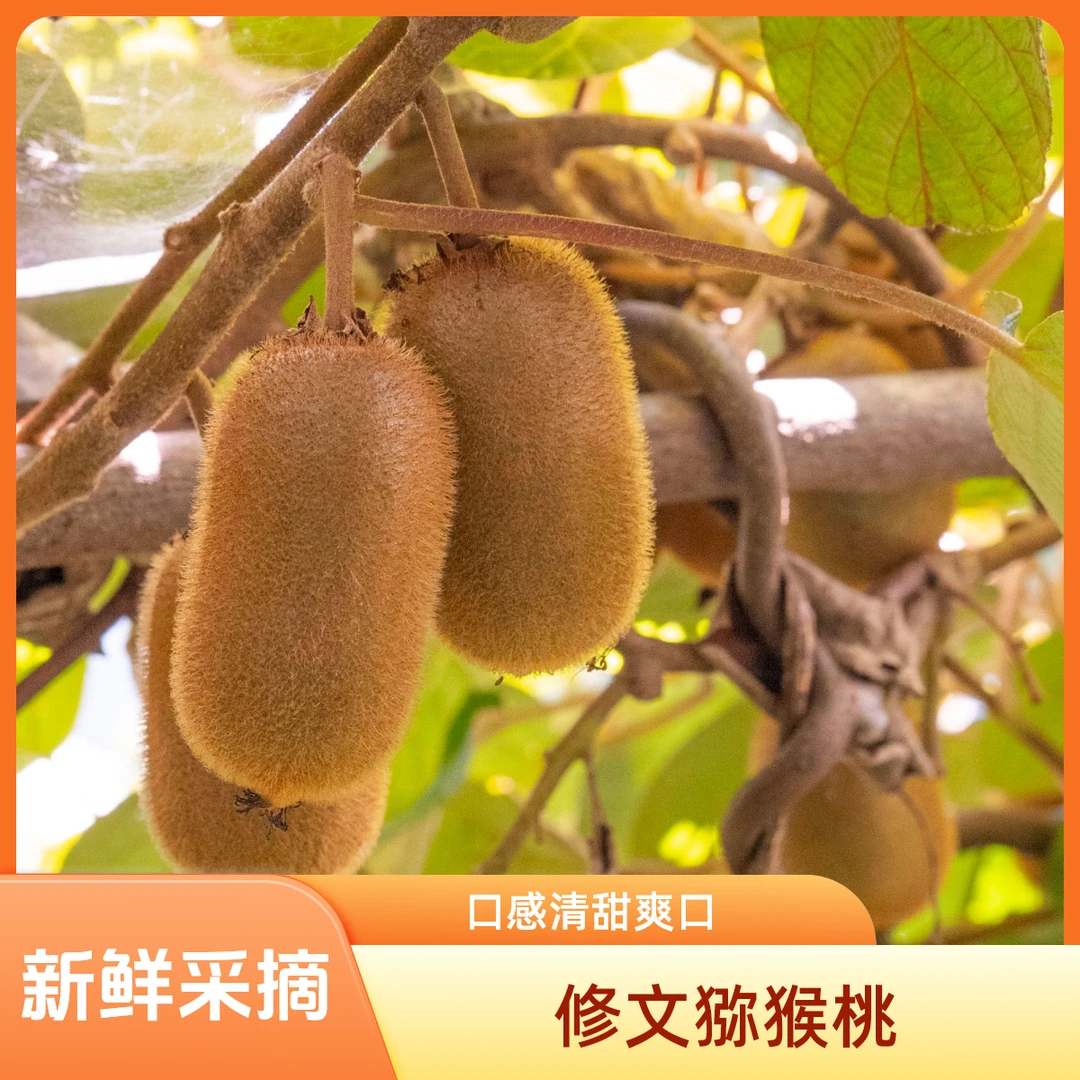 【13.9拍30个送20个】修文贵长绿心猕猴桃酸甜多汁自然成熟新鲜营养