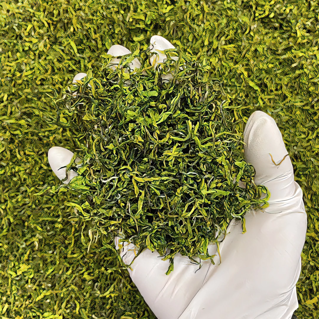 头春花香手工白茶.白玉鲜2A款 （2024新茶）花香果韵鲜醇香高山绿茶