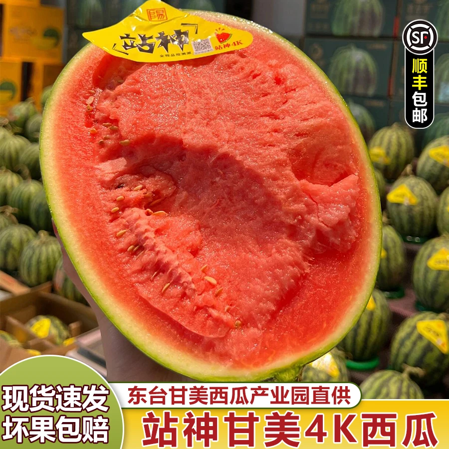 【顺丰包邮】正宗东台站神甘美4K无籽西瓜 单颗5-7斤 新鲜采摘西瓜