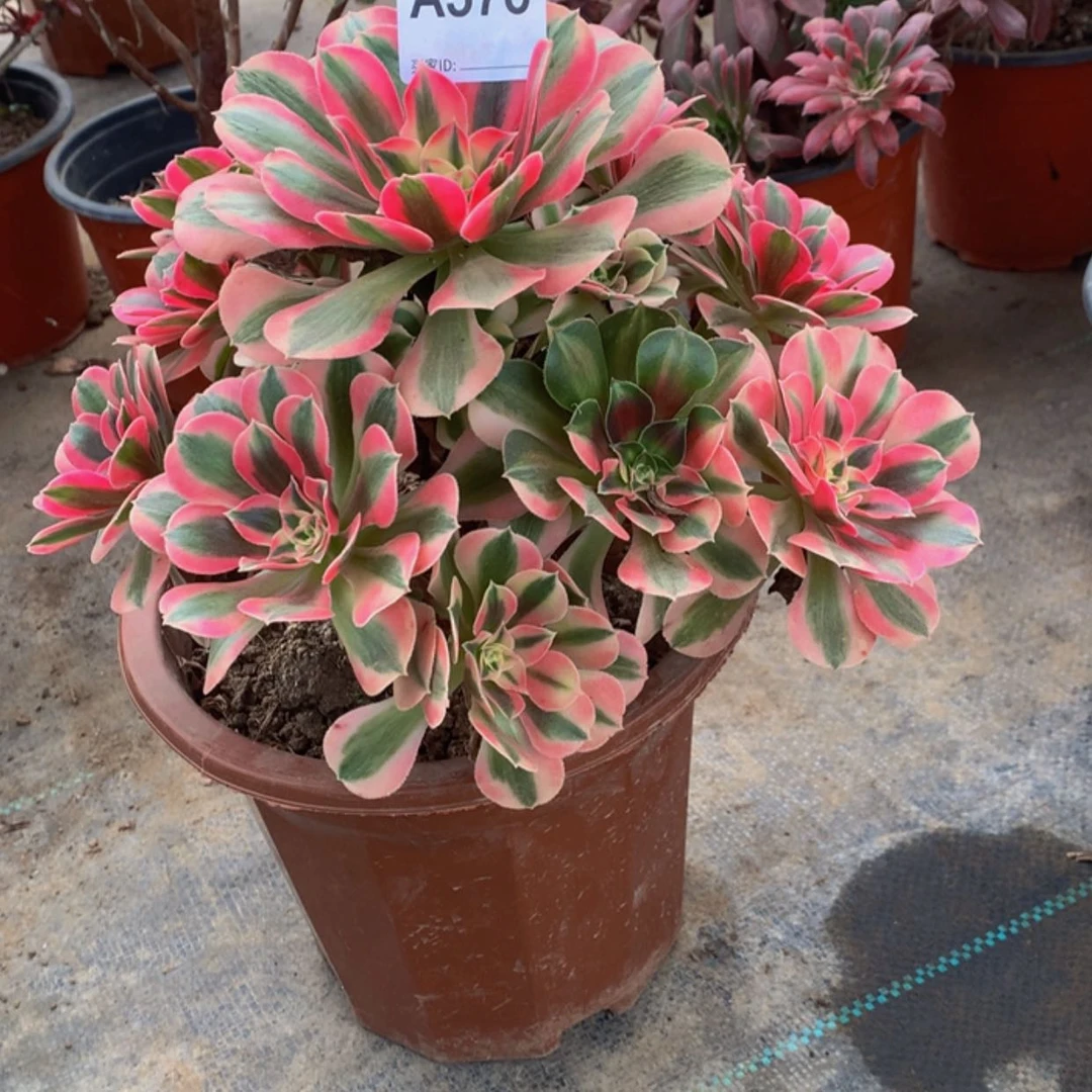 【闪购商品】红陶20CM（含）-50CM（不含）546