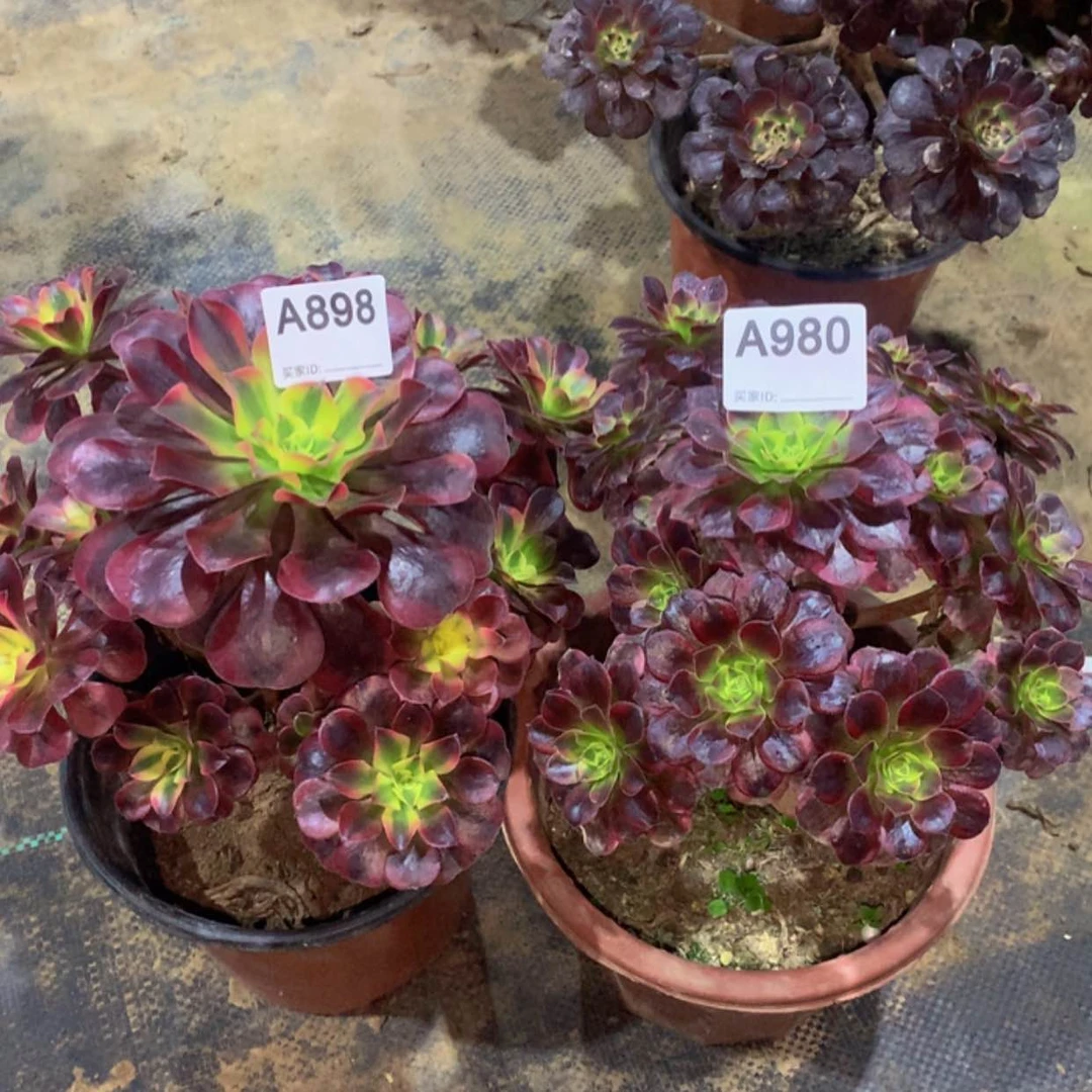 【闪购商品】红陶898.980