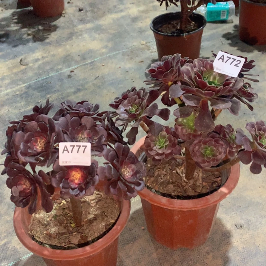 【闪购商品】红陶20CM（含）-50CM（不含）777.772