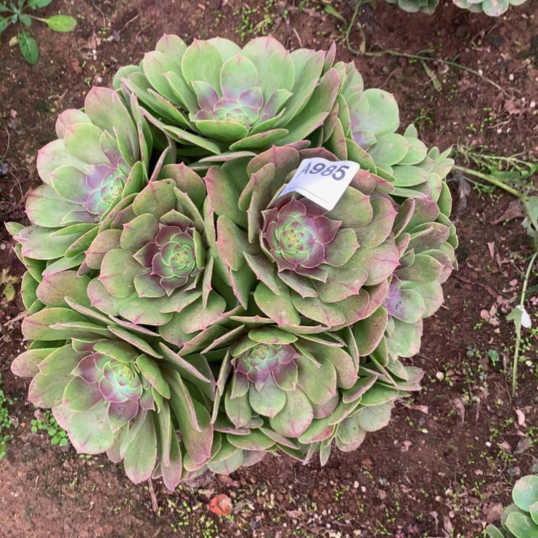 【闪购商品】985万圣节