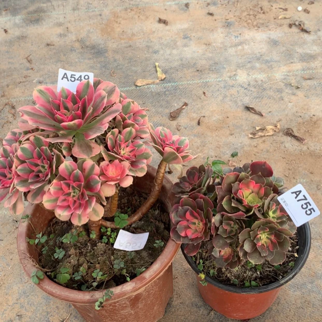 【闪购商品】红陶20CM（含）-50CM（不含）549.755