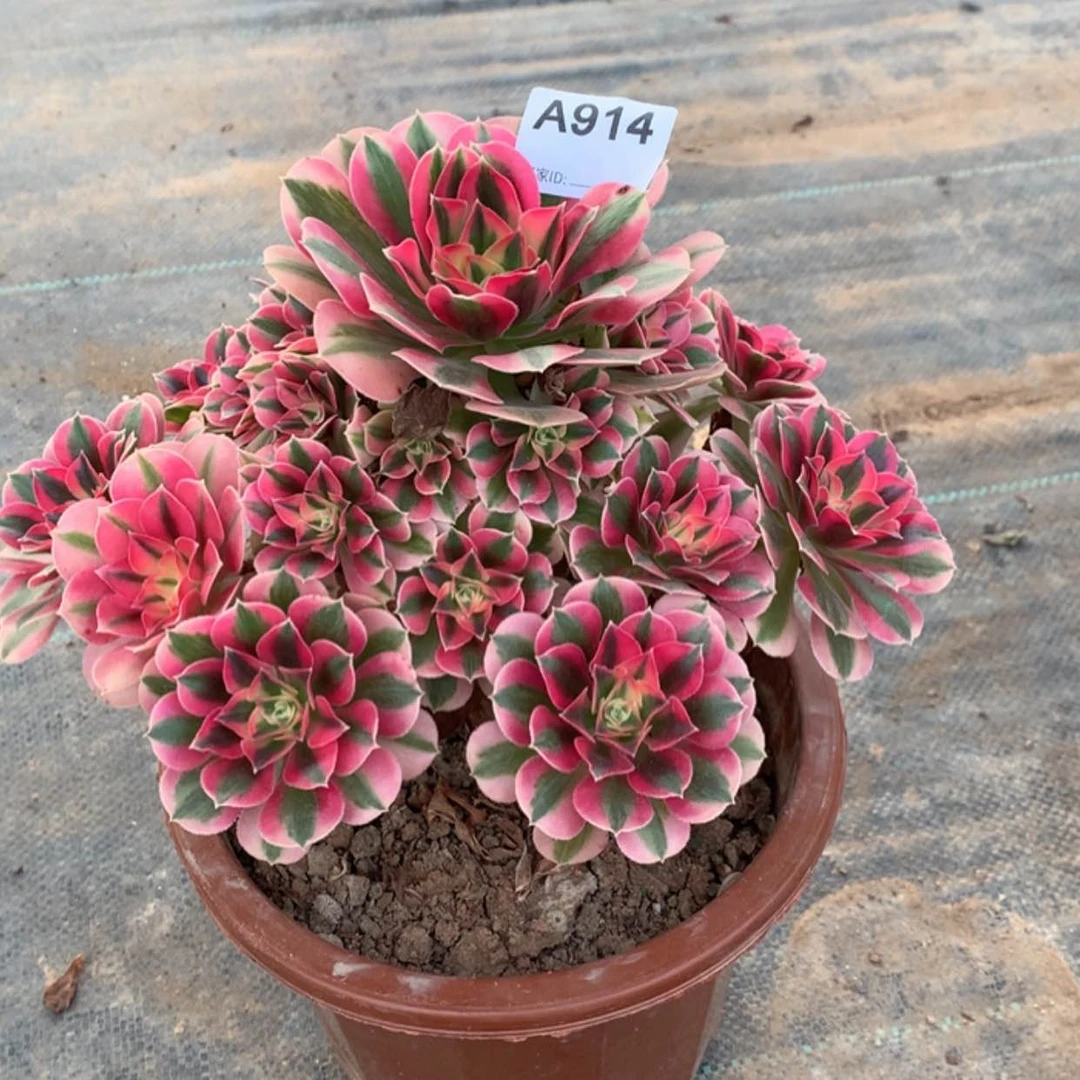 【闪购商品】红陶914