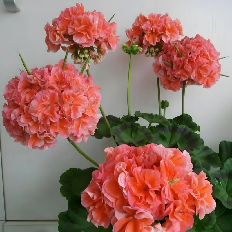 【湖泊】直立天竺葵带花苞发货盆栽苗阳台庭院多季开花耐阴阳台花卉