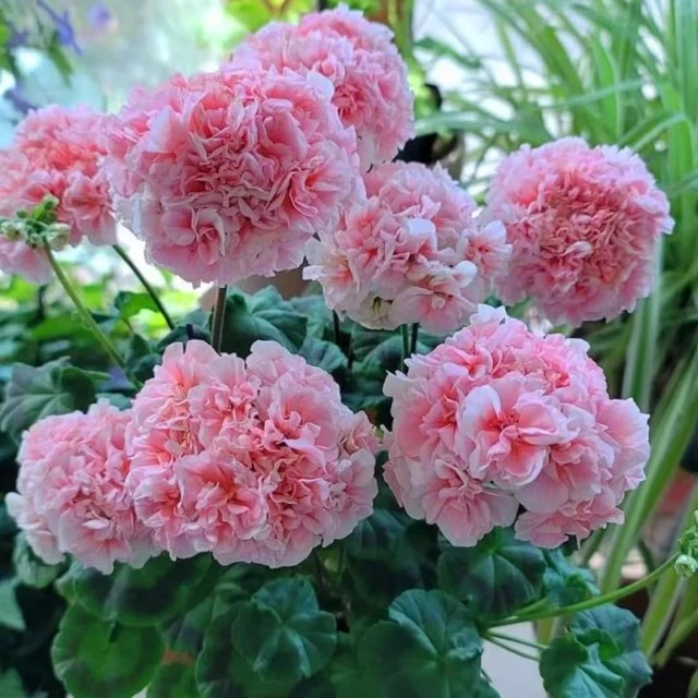 【兔子粉】直立天竺葵带花苞发货花盆栽苗阳台庭院多季开花耐阴植物
