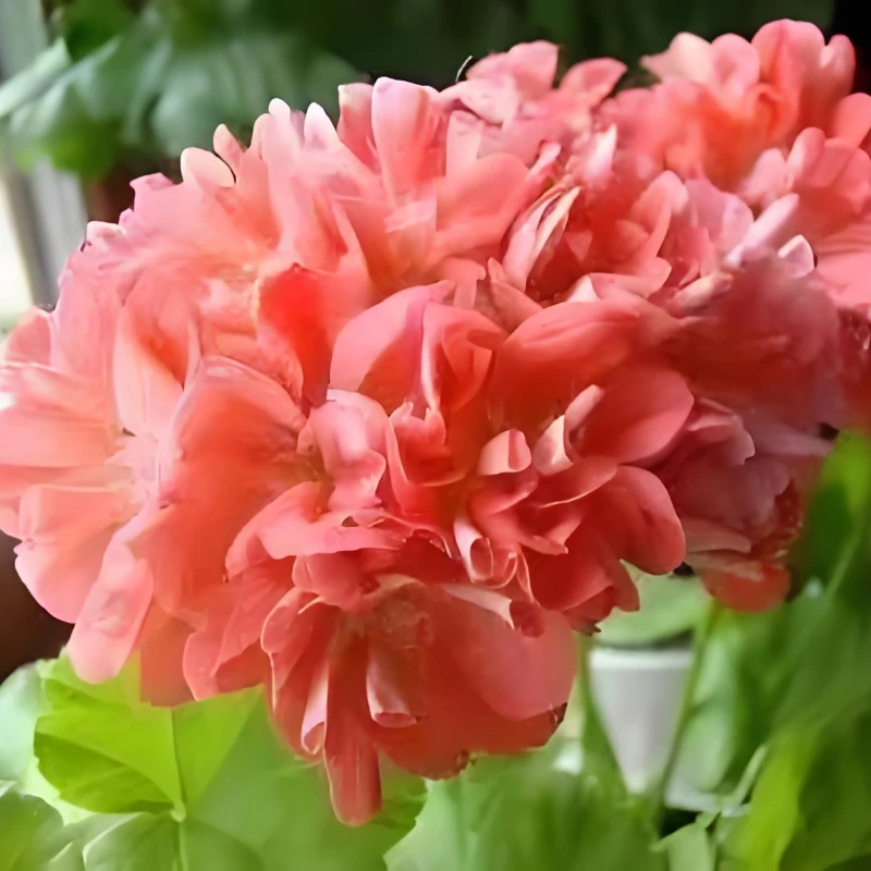 【金叶咪~~】直立天竺葵带花苞发货盆栽苗阳台庭院多季开花耐阴植物