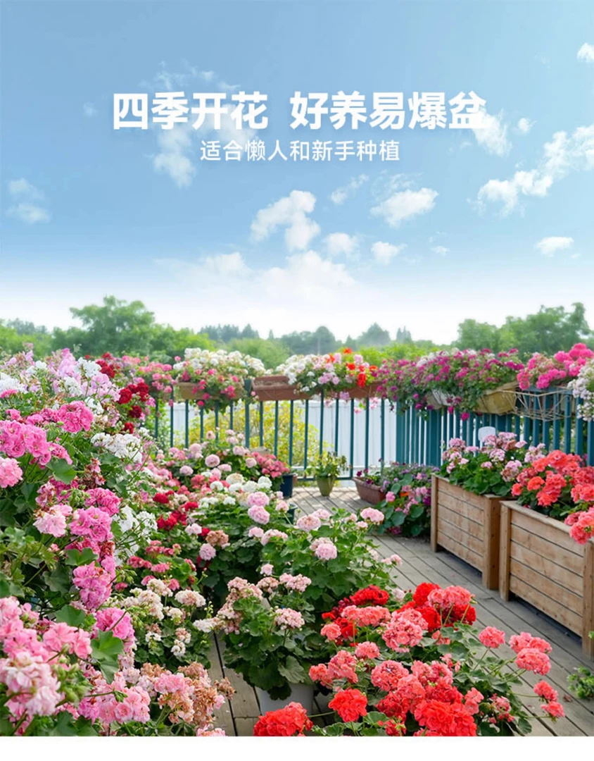 [开播专属]精品花卉绿植365天开花天竺葵四季好养阳台