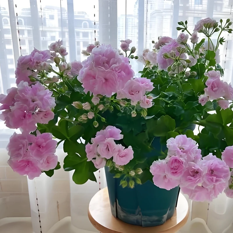 【卡洛琳娜】垂钓天竺葵带花苞发货花卉盆栽苗阳台庭院多季开花耐阴