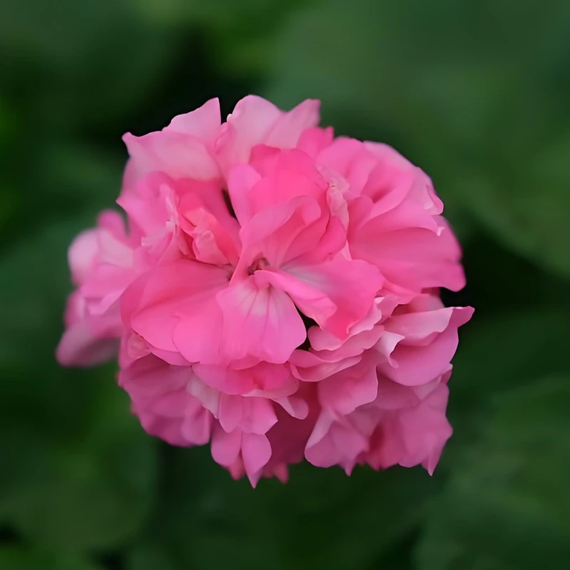 【甜蜜杰西】直立天竺葵带花苞原盆花卉盆栽苗阳台庭院多季开花耐阴