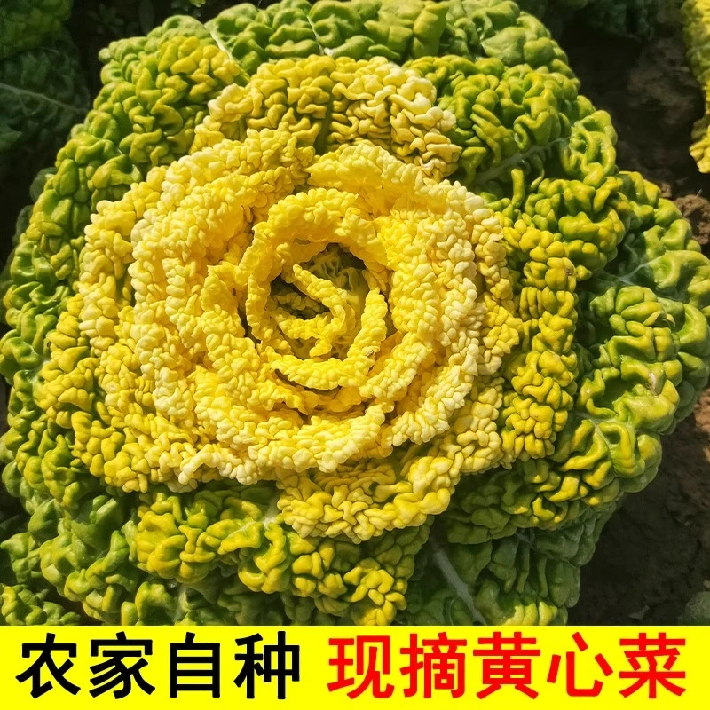河南霜打黄心菜新鲜当季黄心乌塌菜菊花心菜小青菜火锅菜应季蔬菜