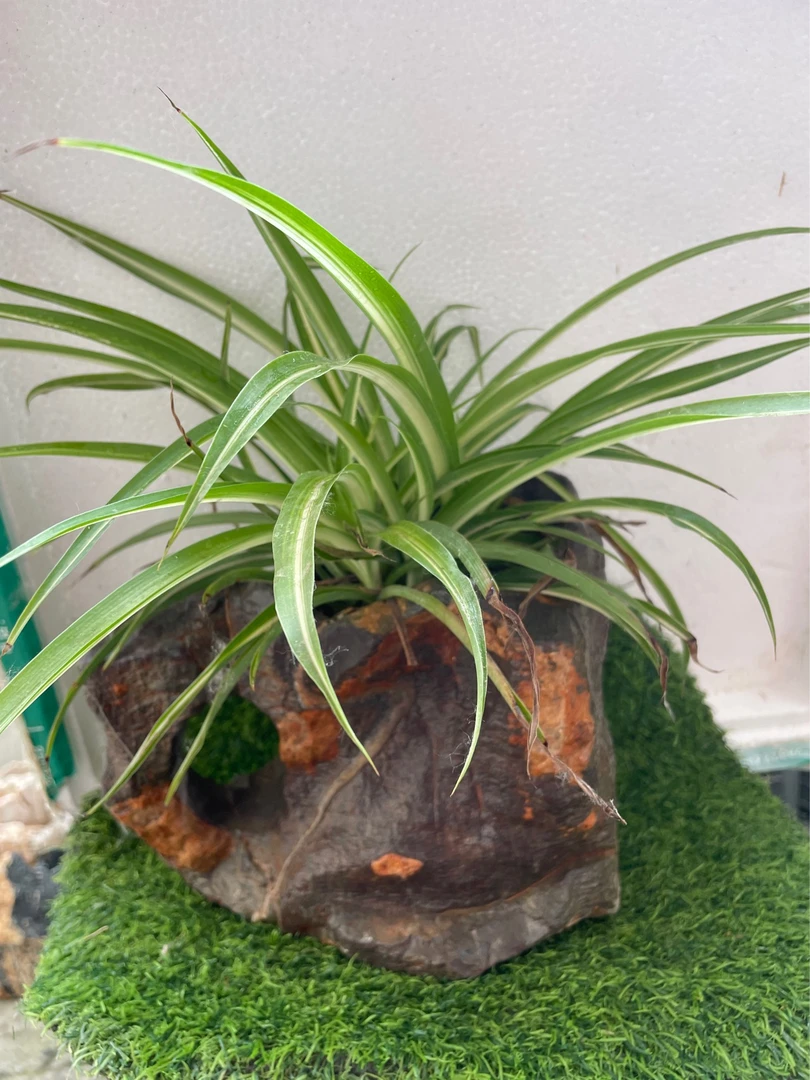 灵璧奇石花盆，兰花盆，老桩盆，大小悬崖盆，深浅盆