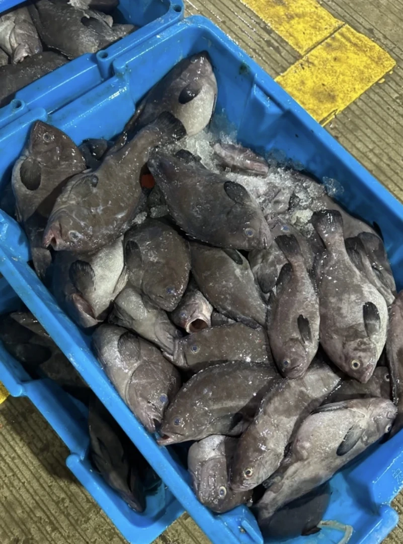 广东汕尾 纯野生黑瓜子斑 胶质满满 鱼皮糯糯 鱼肉嫩滑 油香鲜甜