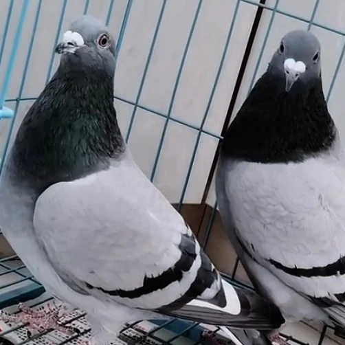 成年种鸽瓦灰一对