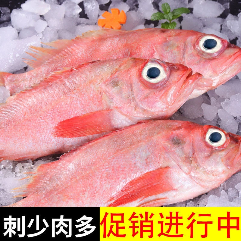 红石斑鱼每条一斤多，五斤三到四条