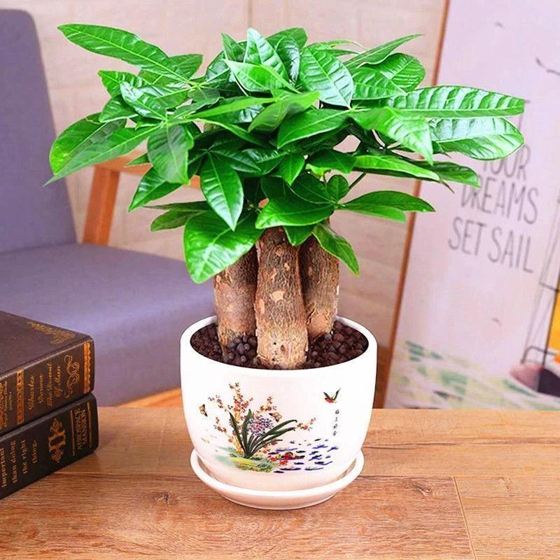发财树盆栽室内花卉小盆景植物摇钱树花苗客厅花卉绿植吸甲醛植物