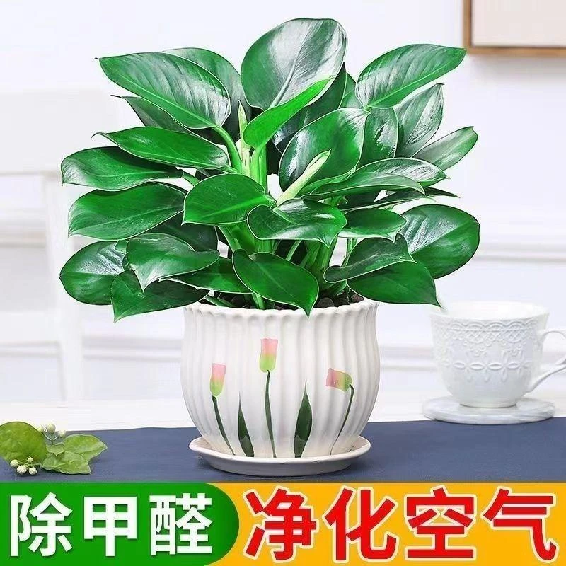 大叶金钻绿公主水培室内好养绿植盆栽配灰色水胶盆好养绿植绿色