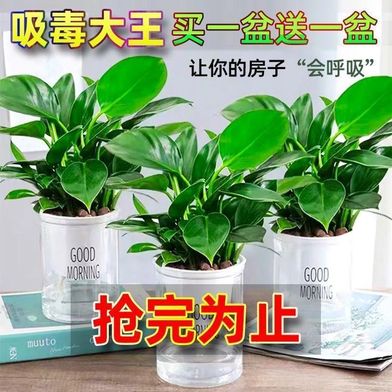 【吸甲醛】金钻绿公主盆栽绿植物客厅桌摆办公室内花卉好养防辐射