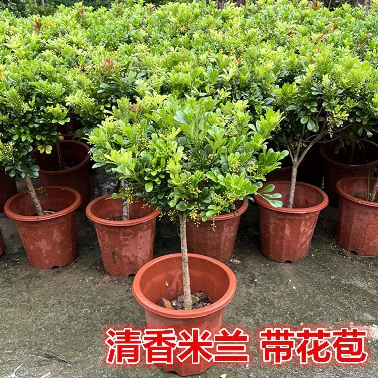 米兰盆栽花苗阳台观花植物净化空气四季绿植盆景